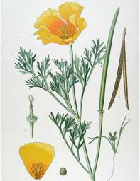 Image result for Ipomoea plebeia