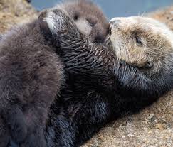 Sea otters eat a wide range of marine animals, including mussels, clams, urchins, abalone, crabs, snails and about 40 other marine. Pet Scoop Adorable Otter Pup Born At California Aquarium Dog Gets Breakthrough Surgery