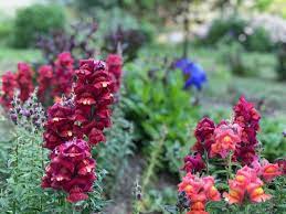 Antirrhinum Majus Flower Bomb Best Flower Wallpaper