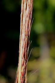 Image result for Rhynchosia torrei