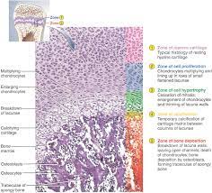 An epiphyseal plate is located between the epiphysis and the metaphysis at each end of a long bone. Epiphyseal Plate An Overview Sciencedirect Topics