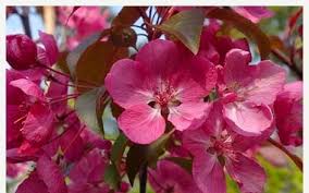 Red flowers (summer early), medium green foliage. Ornamental Tree Nurseries Buy Quality Trees Online