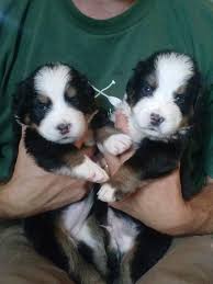 Midnight bernese mountain dogs, goodrich, mi. K C Berner Puppies Home Facebook