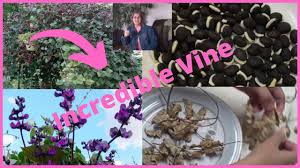 It is definitely a vine and grows among other plants, strangling them a little. How To Grow Purple Hyacinth Bean Vine Easy To Grow Flowering Vines Youtube