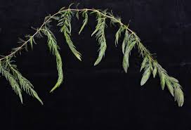 Image result for Ceratophyllaceae