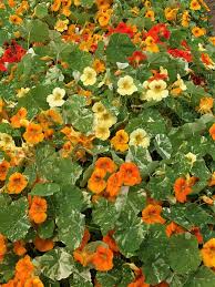Image result for Nasturtium