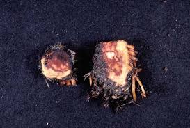 If you're worried about potential exposure to anthrax, here's the information you need. ç¬¬50è©± ã‚¤ãƒã‚´ã®ç‚­ç–½ç—… ç—…å®³è™« é›'è‰é˜²é™¤ã‚¬ã‚¤ãƒ‰ å®³è™«ã¨ç—…æ°—ã®è©± ã‚·ãƒ³ã‚¸ã‚§ãƒ³ã‚¿ã‚¸ãƒ£ãƒ'ãƒ³