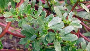 Keep in mind that if you're growing the herb from seeds, make sure to keep the seeds away from sunlight. 6 Tips For Growing Purslane On Purpose Hobby Farms