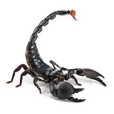 Emperor Scorpions For Sale | Big Apple Herp