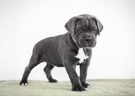 El carne corso italiano es una raza relativamente sencilla en cuanto. Cane Corso Hunde