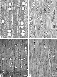 Image result for Steganotaenia hockii