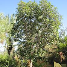 Image result for Lophostemon confertus