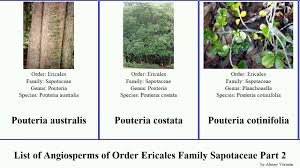 Image result for Vitellariopsis