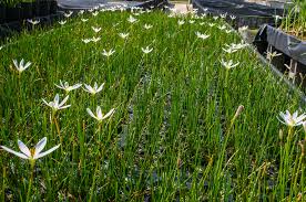 Image result for Zephyranthes candida