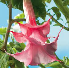Bunga terompet memiliki zat aktif atropine, hyosyamine dan scopolamine. Bunga Terompet Si Cantik Yang Memabukkan Bibitbunga Com