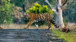 Check spelling or type a new query. Wildlife Week 2019 Tragic Tale Of Man Eating Tigress Avni Tells Us So Much About The Climate Crisis Technology News Firstpost