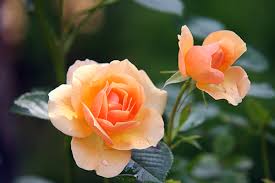 Hai bisogno di altro aiuto per trovare una risposta a sono simili alle rose? Introduzione Alle Rose Vendita Piante Online