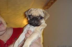 Some of the puppies for sale md that are easy to train are labrador retriever, golden retriever, german shepherd, poodle, rottweiler and even a dog for sale in md. Pug For Sale Price 200 00 Or 250 00 For Sale In Baltimore Maryland Best Pets Online