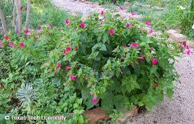 Image result for Mirabilis jalapa
