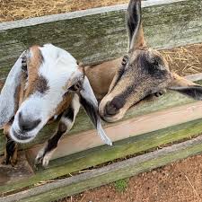Maybe you would like to learn more about one of these? Kid Friendly Places To Pet Animals In The Hudson Valley Outdoors Hudson Valley Chronogram Magazine