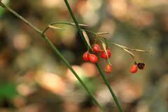 Image result for Sarcophrynium schweinfurthianum