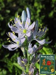 Image result for Asparagaceae