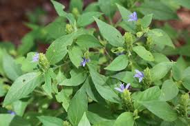 Image result for Megalochlamys hamata