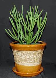 Water it normally, but don't get any water on the graft. How To Grow A Pencil Cactus Pencil Cactus Cactus Flower Cactus Care