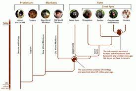 Humans Belong To The Biological Group Known As Primates And Are Classified With The Great Apes One Of The Major Groups Of Human Evolution Evolution Genetics