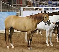 Buckskin is one of the most famous horse colors. Dun Gene Wikipedia