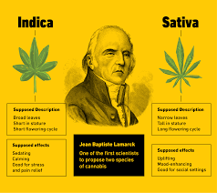 While sought for their pure indica or sativa characteristics, such strains lose some of their unique characteristics when grown outside the climate in which they evolved. Cannabis Sativa Vs Indica Is There A Difference Articles Analytical Cannabis