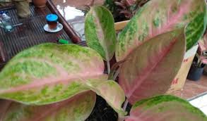These are evergreen perennials with stems growing erect or decumbent and creeping. Yuk Intip Daftar Harga Aglaonema Hias 2021 Terupdate Disini Aplikasi Pertanian Media Agribisnis Gdm Agri