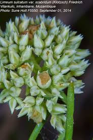 Image result for Limeum sulcatum