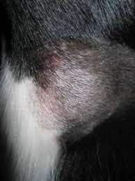 Brown recluse bites create especially large and ulcerative lesions on the skin, potentially causing a very harmful infection. Dog Health Spider Bite