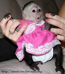 In Case You Re Unable To Locate Your Desired Type Of Capuchin On That Particular Website Run A Google Search Cute Baby Monkey Capuchin Monkey Pet Pet Monkey