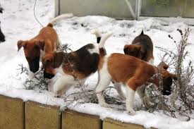 Image result for foxteriér hladkosrstý