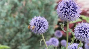 Image result for Echinops