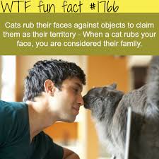 Why Do Cats Rub Their Faces Against Objects Wtf Fun Facts Wtf Fun Facts Fun Facts Cat Facts