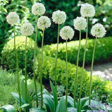 Van Zyverden Allium Bulbs Mount Everest Set Of 5 87120 The Home Depot Bulb Flowers Tall Plants Garden Planning