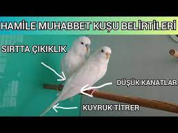 muhabbet kușlarinin hamile olup olmadigi nasil anlasilir youtube