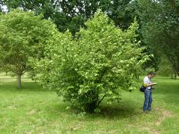 Image result for Embelia xylocarpa