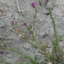 Image result for Nicolasia stenoptera