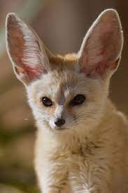W9h7862 Fennec Fox Pet Fox Fennic Fox Pet
