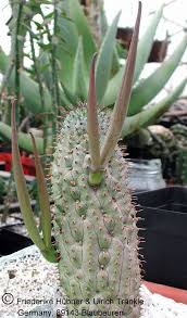Hoodia Officinalis Subsp Officinalis Cactus Plants Flowering Succulents Cacti And Succulents
