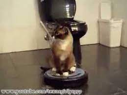 Cat On Robot Hoover Katze Auf Staubsaugerroboter Cat On Roomba Roomba Vacuum Cleaner
