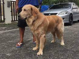 Available teacup pomeranian puppies for sale. Golden Retriever All Buy Sell Metro Manila Philippines Brand New 2nd Hand For Sale Page 1