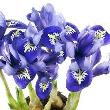 14 Count Iris Reticulata Bulbs Lowes Com Iris Reticulata Dwarf Iris Iris