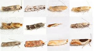 Image result for Microchloa altera