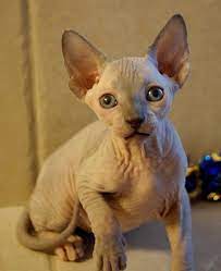 Sphynx Kitten Beautiful Female In Alvaton Kentucky - Hoobly Classifieds Cute Animals Sphynx Cat Kitten