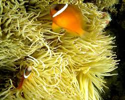 Image result for Sebaea junodii